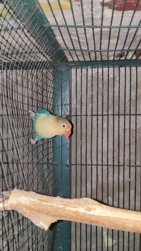 Love Bird Breeder Pair Black Mauve Blue Blue Parsonata Green Fishir 10