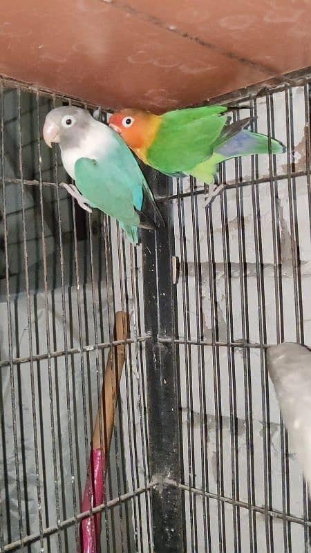 Love Bird Breeder Pair Black Mauve Blue Blue Parsonata Green Fishir 12