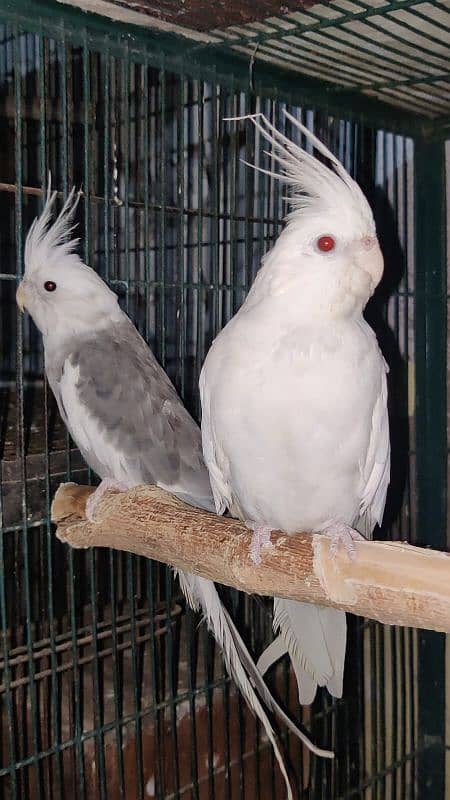 Love Bird Breeder Pair Black Mauve Blue Blue Parsonata Green Fishir 14