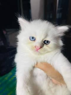 Persian kitten for urgent salemy WhatsApp number 03473694899