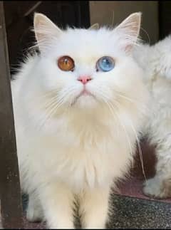 Persian Female Cat Odd Eyes for sale.