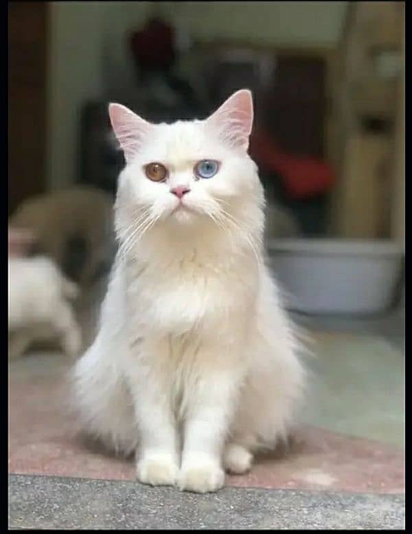 Persian Female Cat Odd Eyes for sale. 2