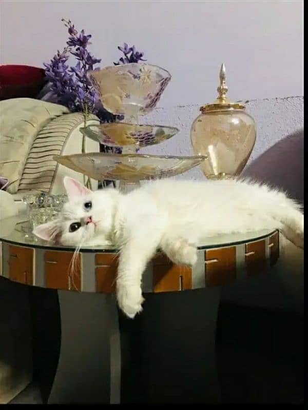 Persian Female Cat Odd Eyes for sale. 3