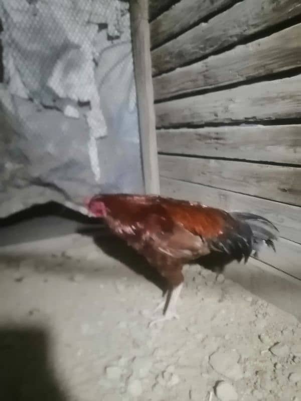 2 pure desi aseel murgay for sale breeder 1