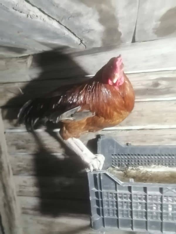 2 pure desi aseel murgay for sale breeder 5