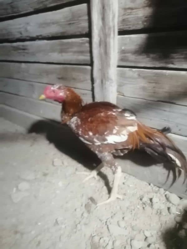 2 pure desi aseel murgay for sale breeder 6