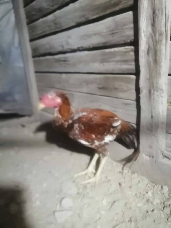 2 pure desi aseel murgay for sale breeder 7