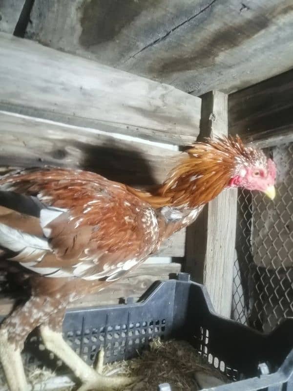 2 pure desi aseel murgay for sale breeder 8