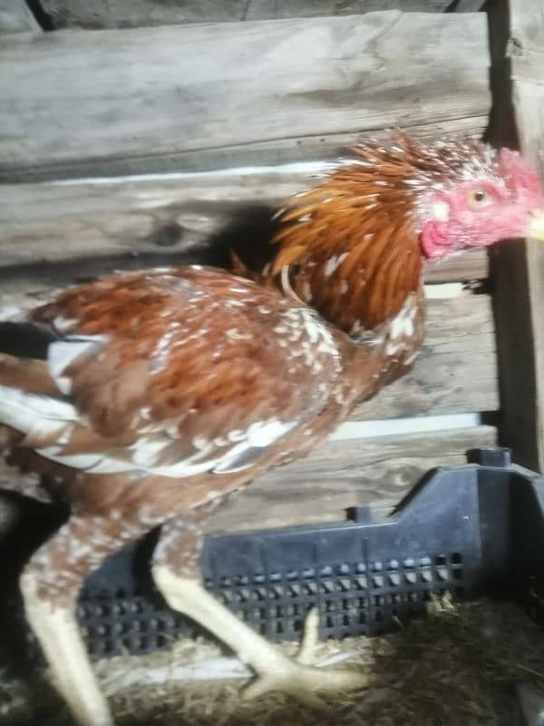 2 pure desi aseel murgay for sale breeder 9