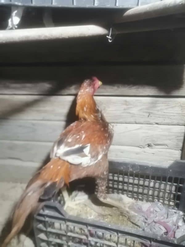 2 pure desi aseel murgay for sale breeder 10