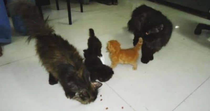 Pure Persian kittens for sale and adult cat on adoption 0