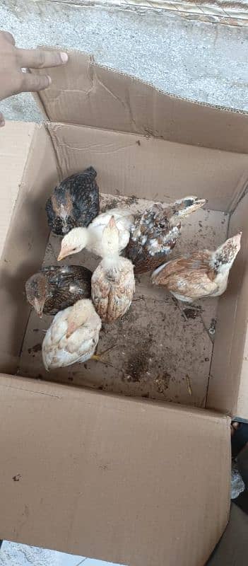 aseel hens for sell 03490163612 13