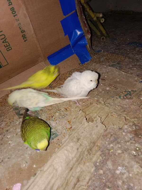 4 Australia parrots for sale 0