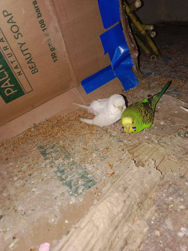 4 Australia parrots for sale 1