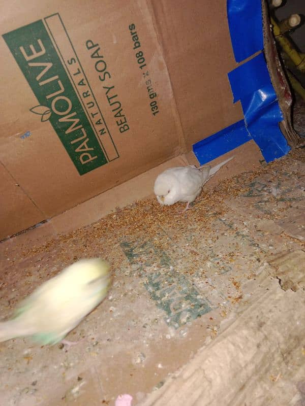 4 Australia parrots for sale 2