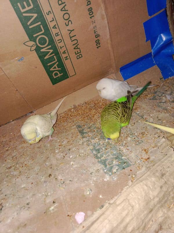 4 Australia parrots for sale 3