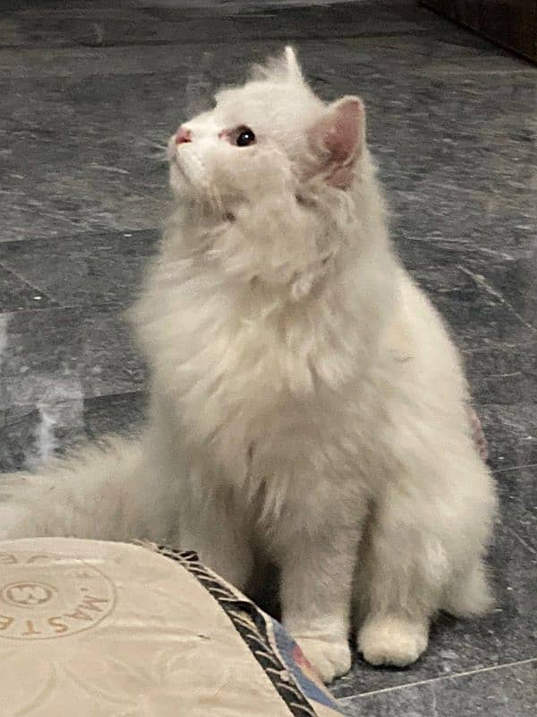 Beautiful fluffy cat male 0