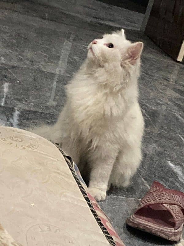 Beautiful fluffy cat male 2