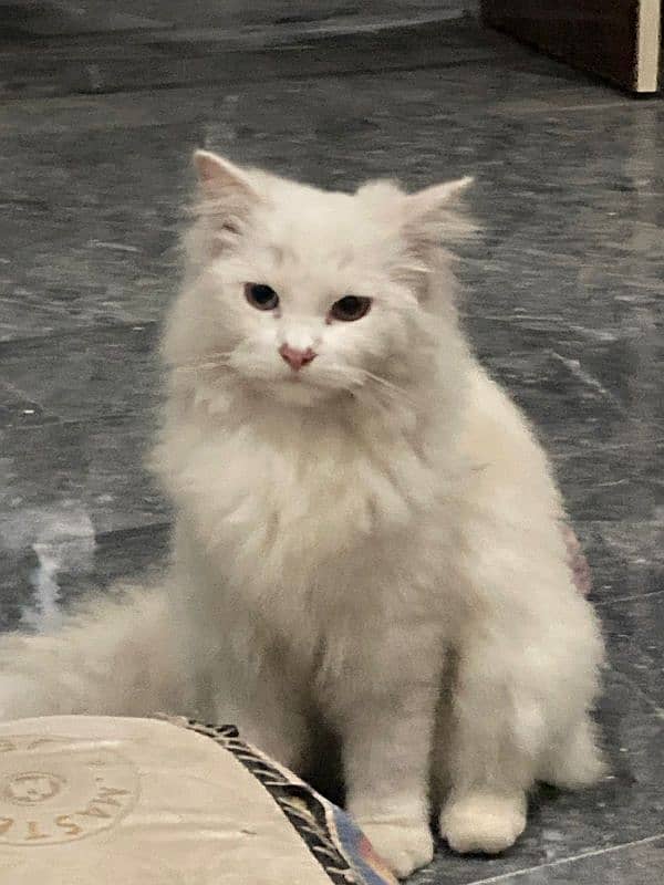 Beautiful fluffy cat male 4