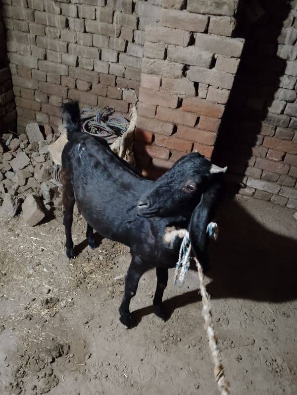 desi goat/ bakri 0