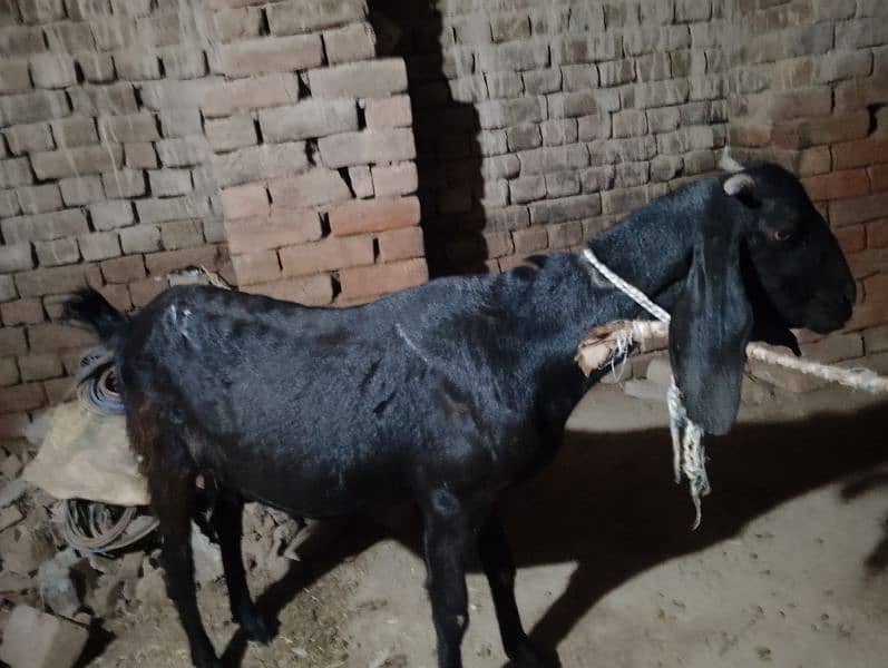 desi goat/ bakri 1