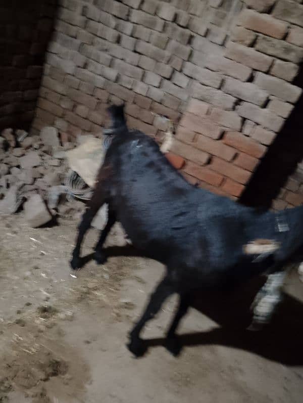 desi goat/ bakri 2