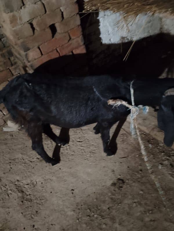 desi goat/ bakri 3