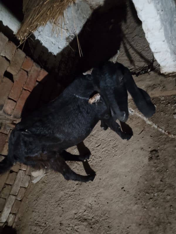 desi goat/ bakri 4