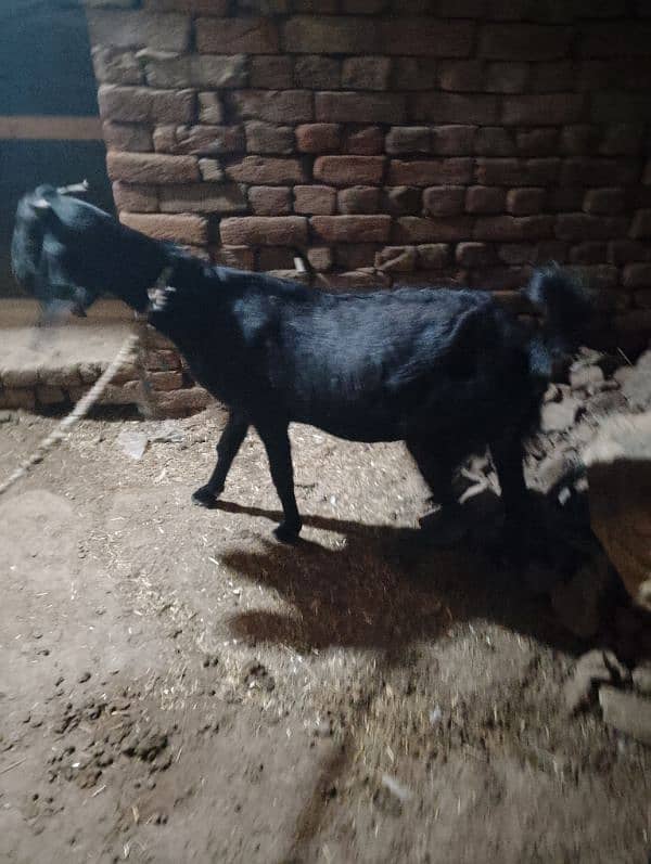 desi goat/ bakri 5