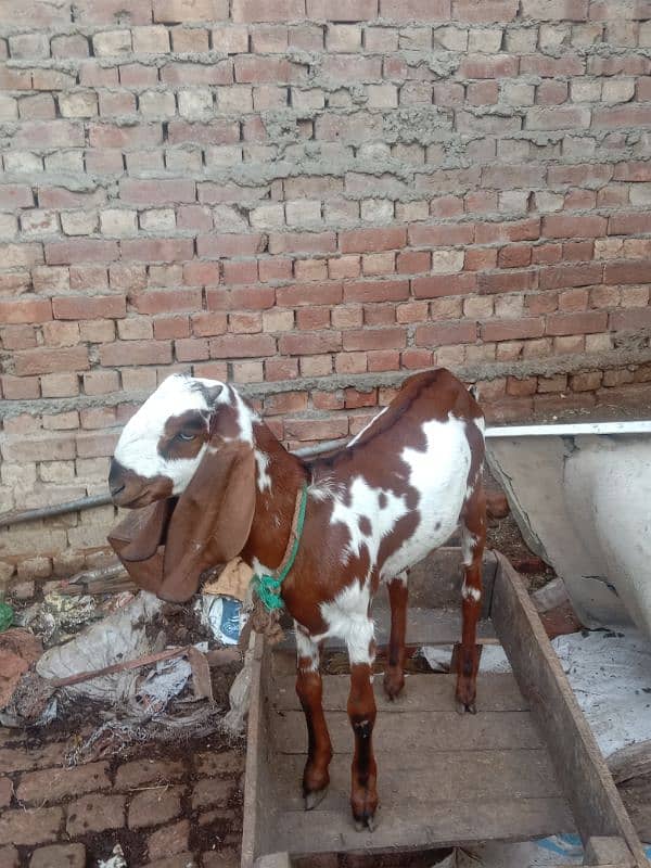 goat for sale bakri / 0