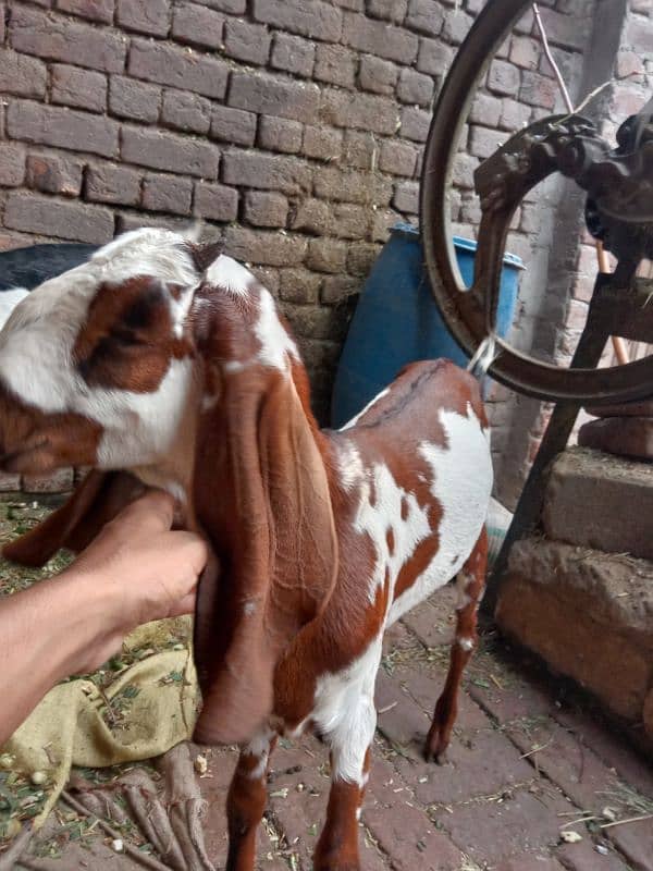 goat for sale bakri / 1