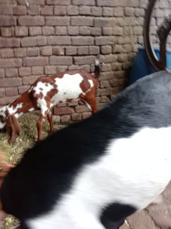 goat for sale bakri / 2