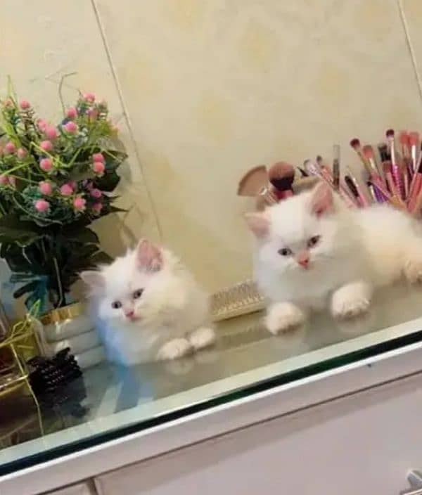 Persian Cat for sale my WhatsApp number03260536967 0