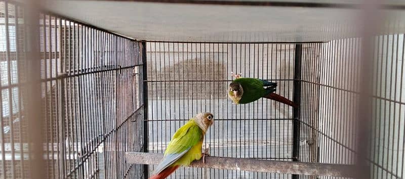 Parrots 6