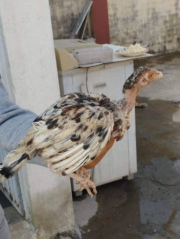 aseel chicks for sale 5