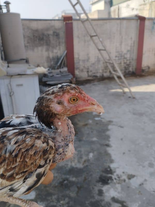 aseel chicks for sale 7