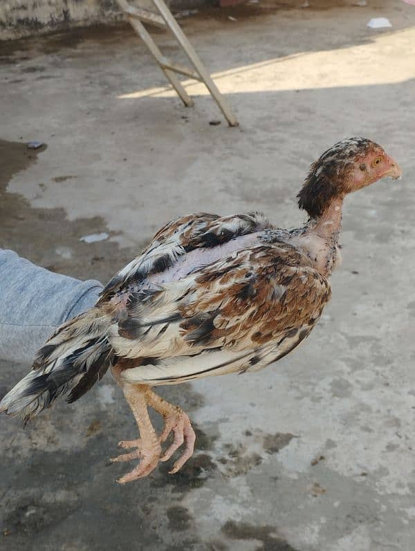 aseel chicks for sale 8