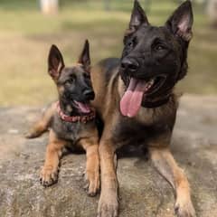 Belgium shepherd