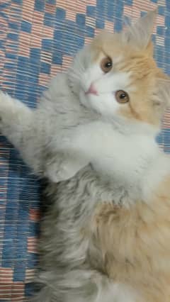 Persian male cat