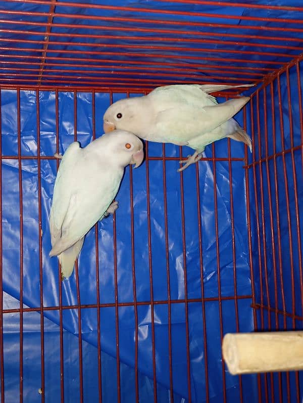 lovebirds 1