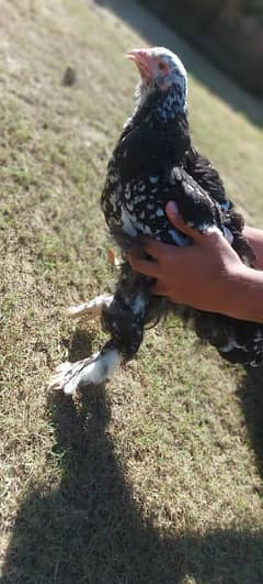 mottled brahma pathe