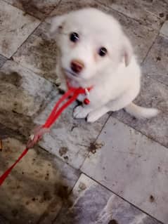 RUSSIAN WHITE SMALL PUPPY