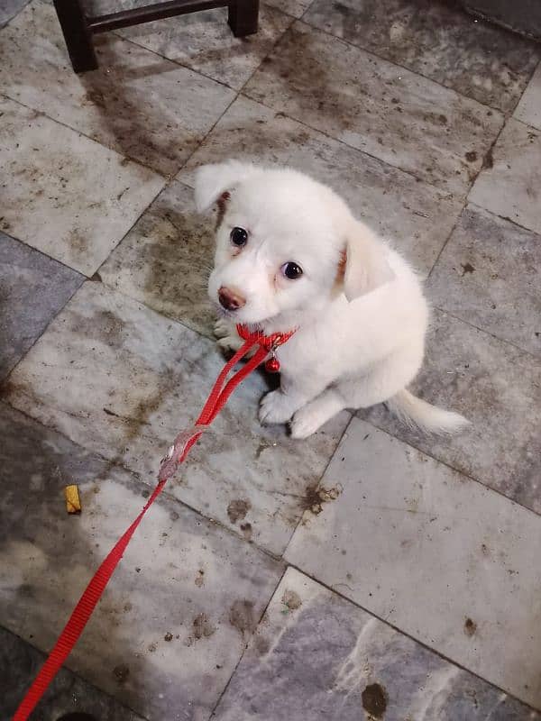 RUSSIAN WHITE SMALL PUPPY 1