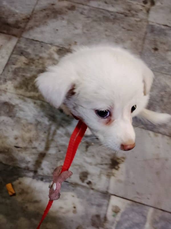 RUSSIAN WHITE SMALL PUPPY 2