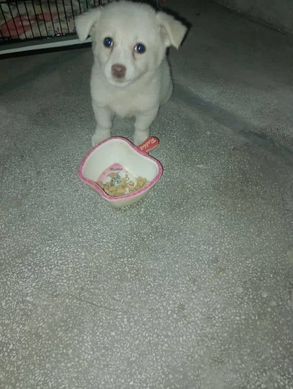 RUSSIAN WHITE SMALL PUPPY 3