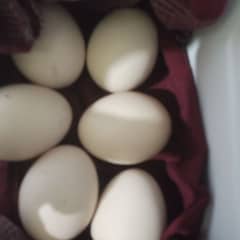 white heavy buff fertile eggs fancy hens