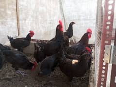 Australorp