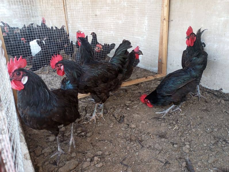 Australorp male | Roosters | Black Murgha 1