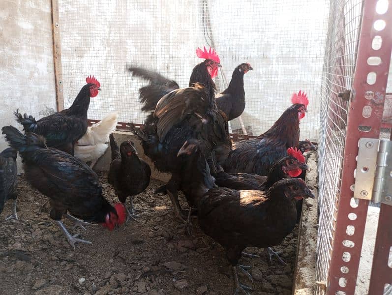 Australorp male | Roosters | Black Murgha 2