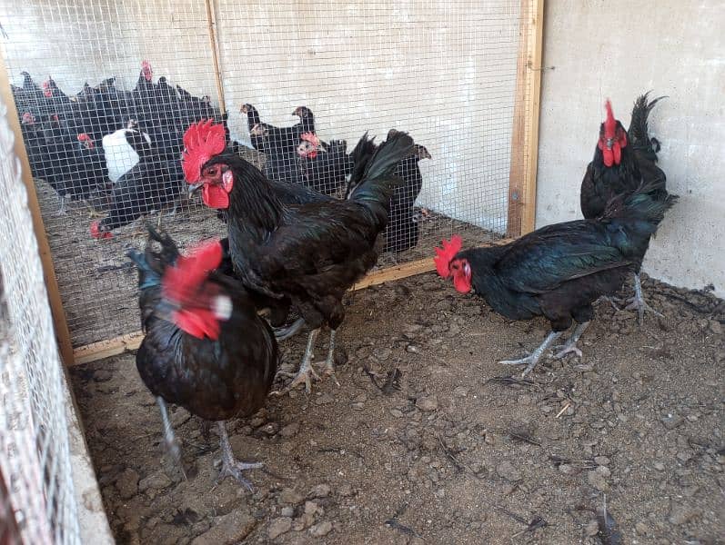 Australorp male | Roosters | Black Murgha 3